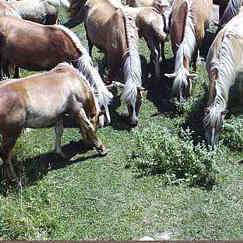 Horse riding Bansko